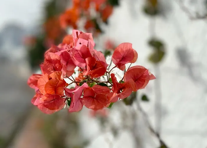 Lejlighed Casa Cecilia Nerja